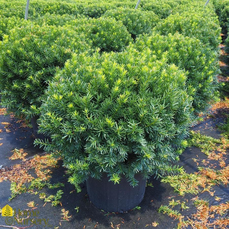 Taxus Media Densiformis - View 12 from www redcrocus com