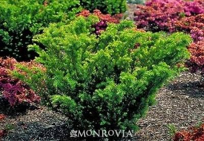Taxus Media Densiformis - View 16 from www redcrocus com