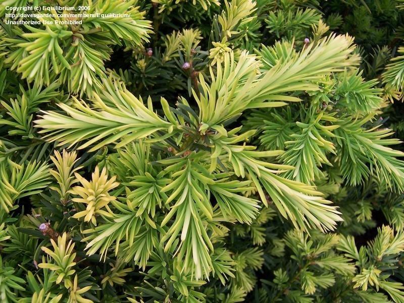 Taxus Media Densiformis - View 19 from www redcrocus com