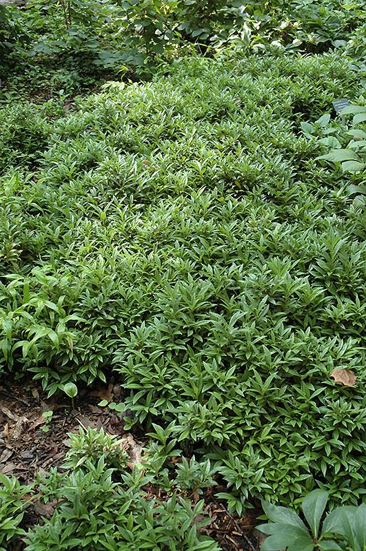 Sarcococca Hookeriana Var  Humilis - View 11 from www redcrocus com