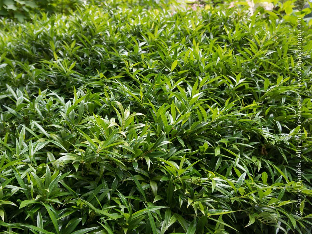 Sarcococca Hookeriana Var  Humilis - View 13 from www redcrocus com