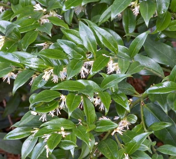 Sarcococca Hookeriana Var  Humilis - View 15 from www redcrocus com