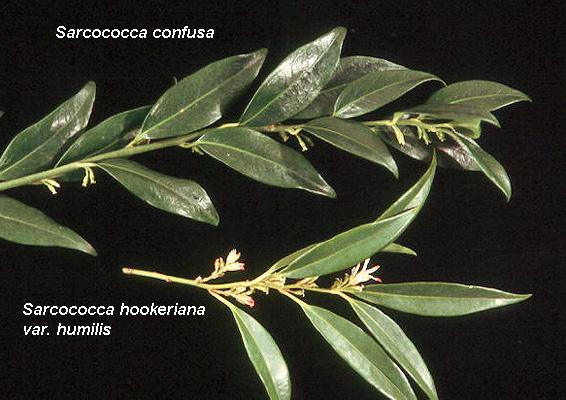 Sarcococca Hookeriana Var  Humilis - View 16 from www redcrocus com