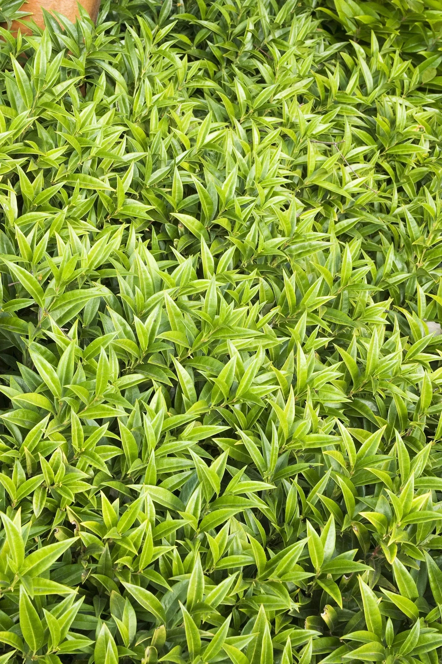Sarcococca Hookeriana Var  Humilis - View 17 from www redcrocus com