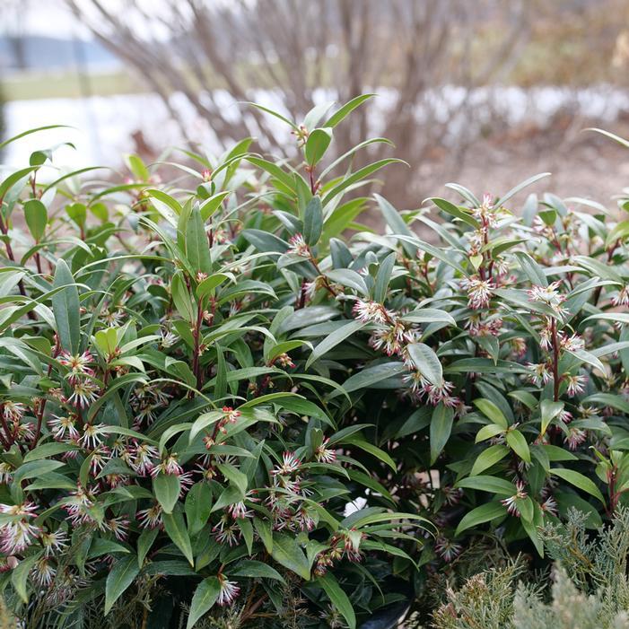 Sarcococca Hookeriana Var  Humilis - View 18 from www redcrocus com