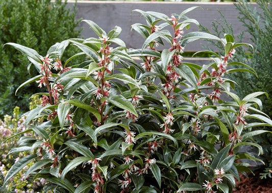 Sarcococca Hookeriana Var  Humilis - View 1 from www redcrocus com