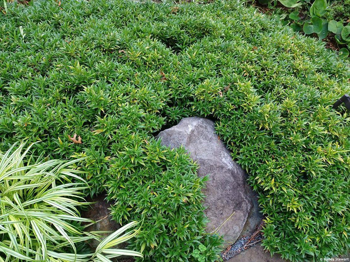 Sarcococca Hookeriana Var  Humilis - View 20 from www redcrocus com