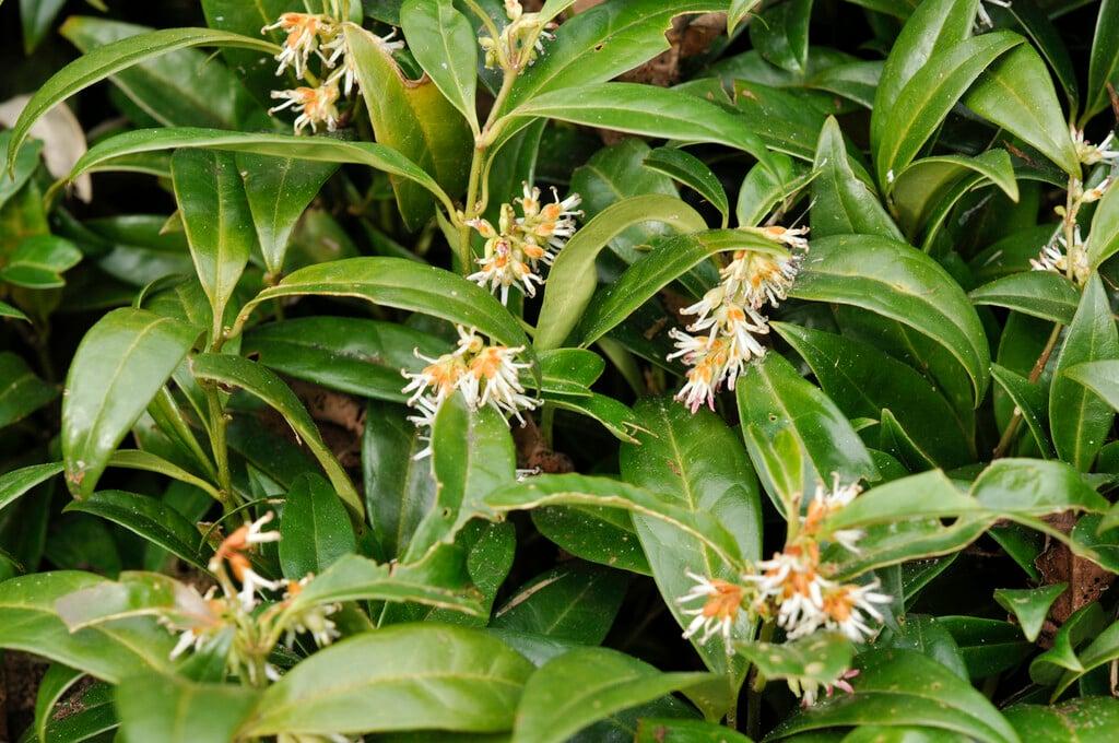 Sarcococca Hookeriana Var  Humilis - View 23 from www redcrocus com