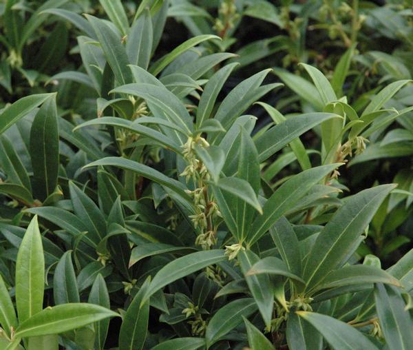 Sarcococca Hookeriana Var  Humilis - View 25 from www redcrocus com