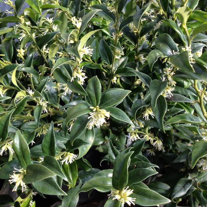 Sarcococca Hookeriana Var  Humilis - View 26 from www redcrocus com