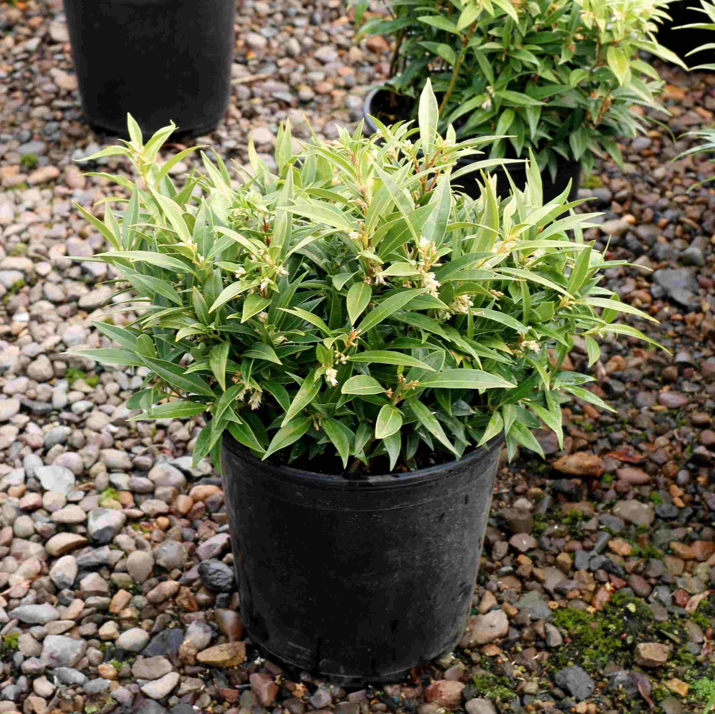 Sarcococca Hookeriana Var  Humilis - View 27 from www redcrocus com