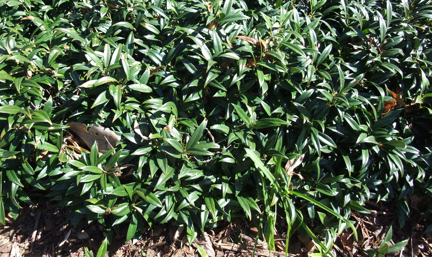 Sarcococca Hookeriana Var  Humilis - View 29 from www redcrocus com
