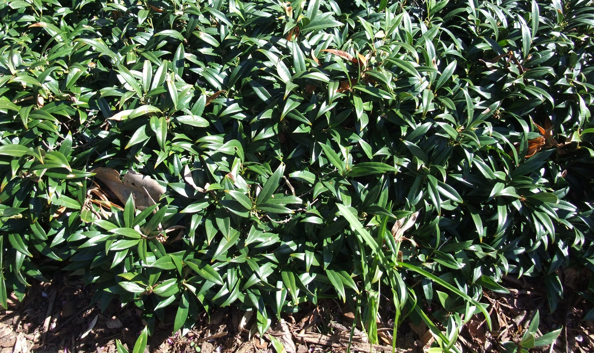 Sarcococca Hookeriana Var  Humilis - View 29 from www redcrocus com