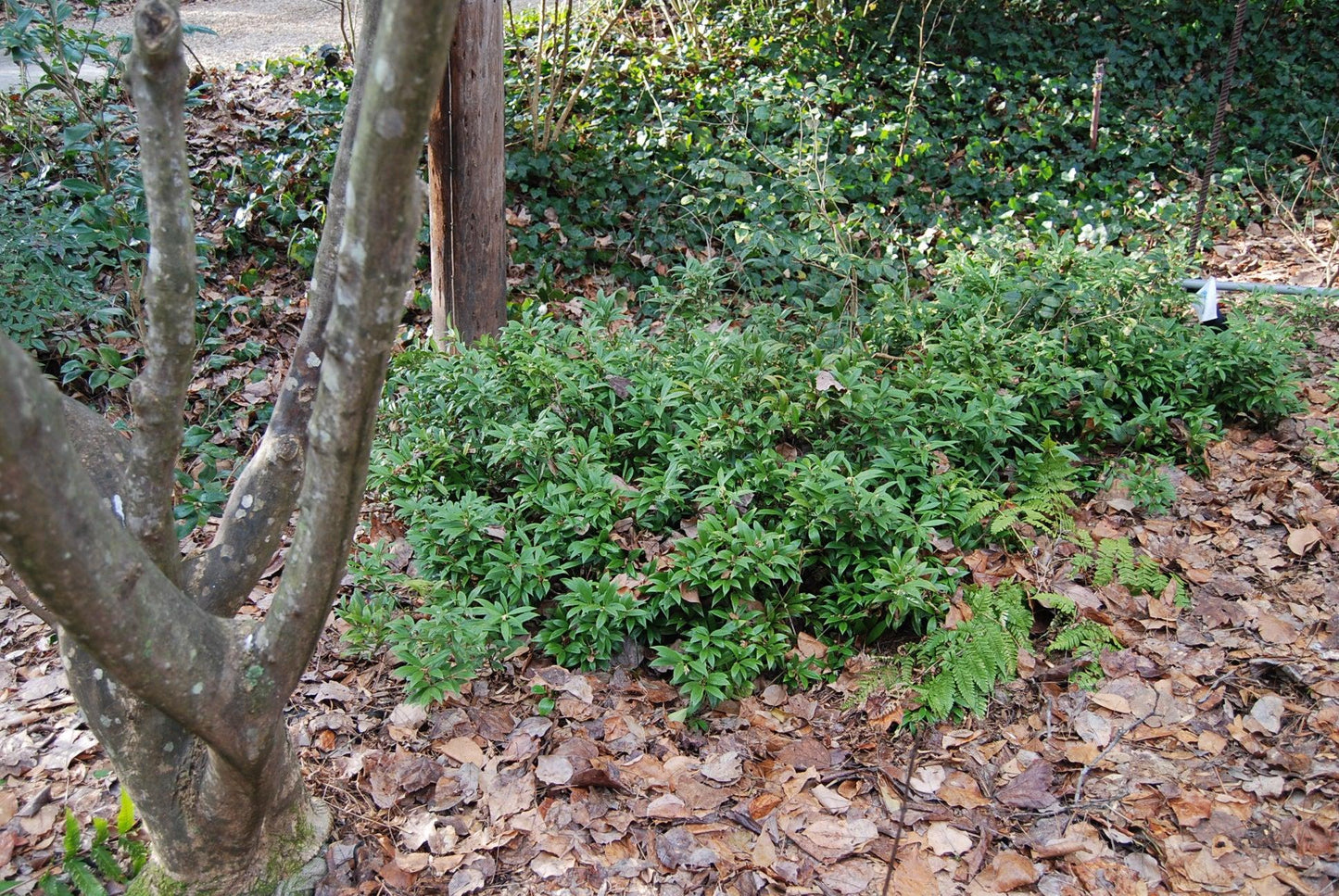 Sarcococca Hookeriana Var  Humilis - View 30 from www redcrocus com