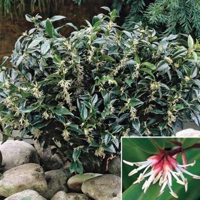 Sarcococca Hookeriana Var  Humilis - View 31 from www redcrocus com