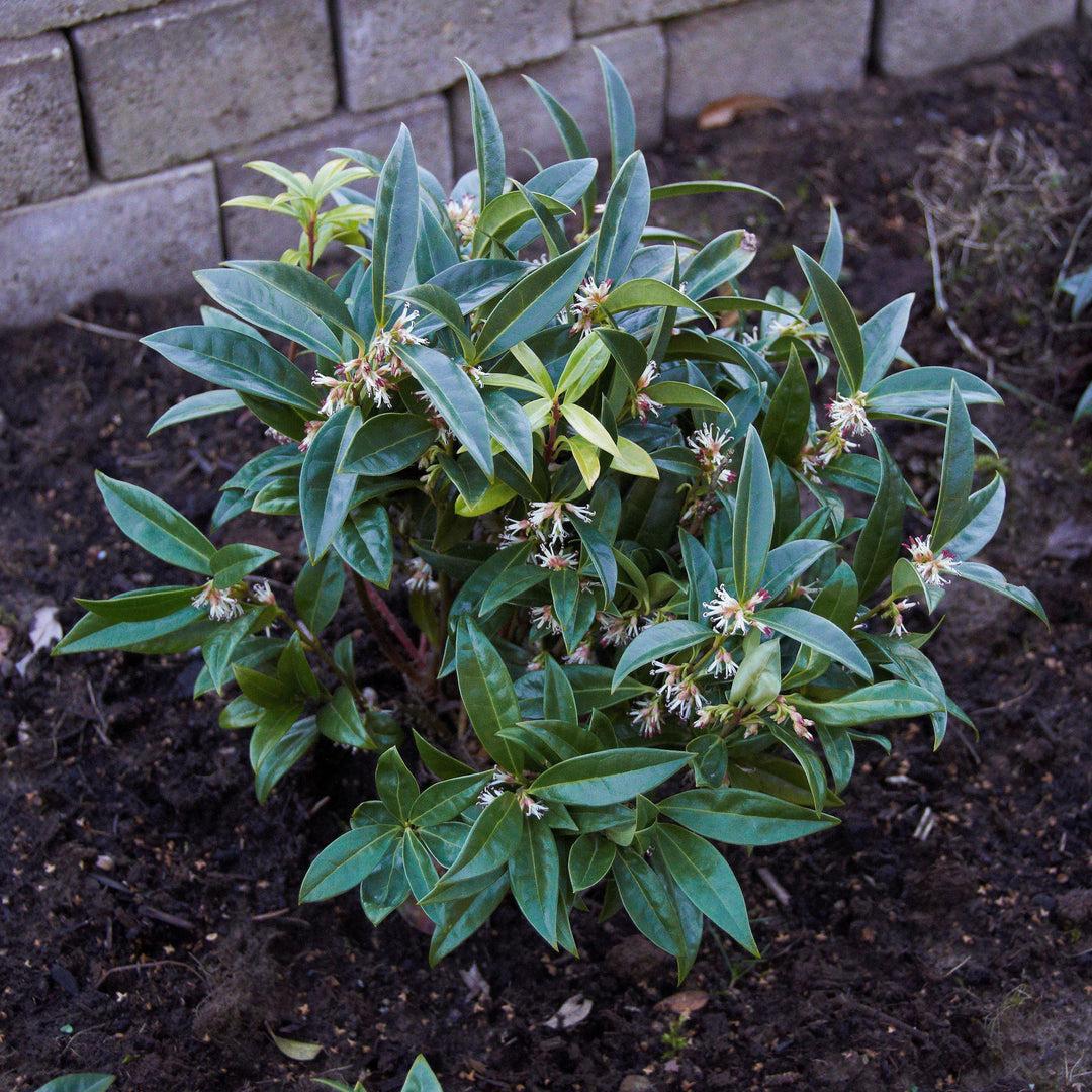 Sarcococca Hookeriana Var  Humilis - View 32 from www redcrocus com