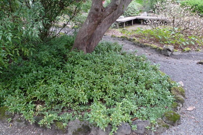 Sarcococca Hookeriana Var  Humilis - View 34 from www redcrocus com
