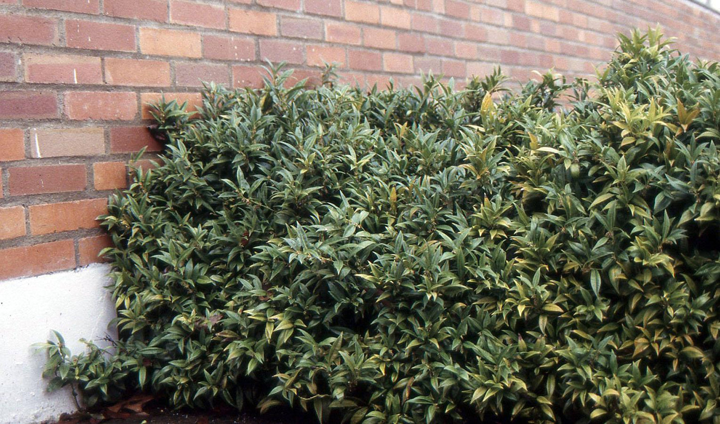 Sarcococca Hookeriana Var  Humilis - View 3 from www redcrocus com