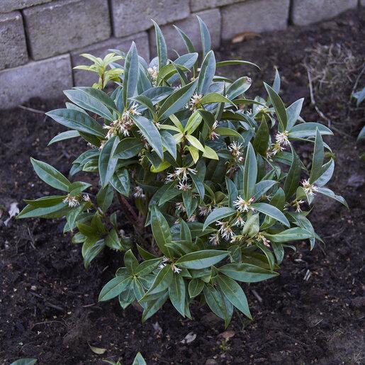 Sarcococca Hookeriana Var  Humilis - View 5 from www redcrocus com