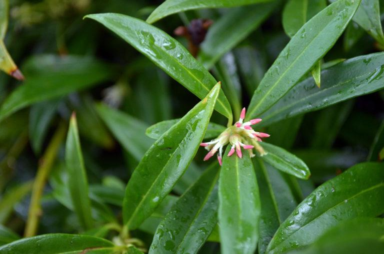 Sarcococca Hookeriana Var  Humilis - View 6 from www redcrocus com