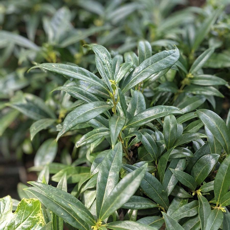 Sarcococca Hookeriana Var  Humilis - View 7 from www redcrocus com