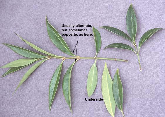Sarcococca Hookeriana Var  Humilis - View 8 from www redcrocus com