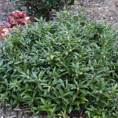 Sarcococca Hookeriana Var  Humilis - View 9 from www redcrocus com