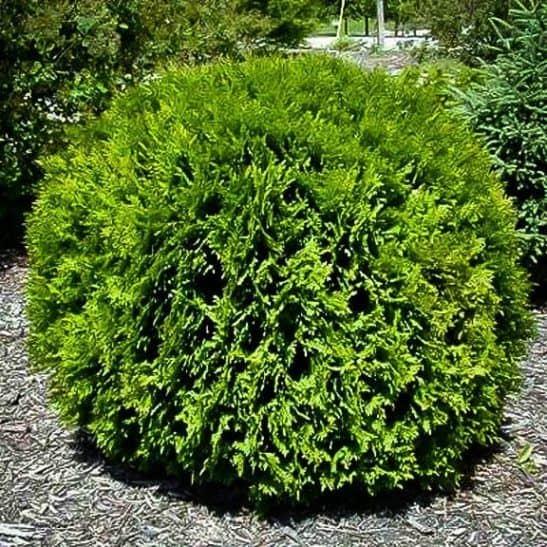 Thuja Occidentalis Hetzi Midget - View 11 from www redcrocus com
