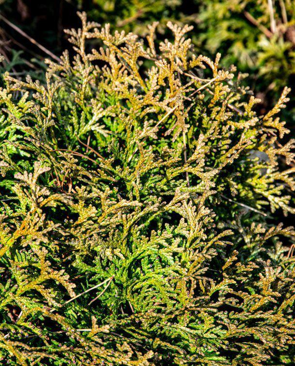Thuja Occidentalis Hetzi Midget - View 13 from www redcrocus com