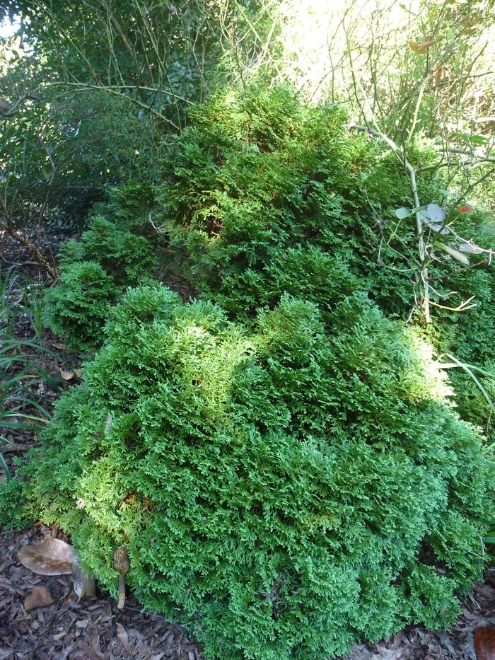 Thuja Occidentalis Hetzi Midget - View 14 from www redcrocus com