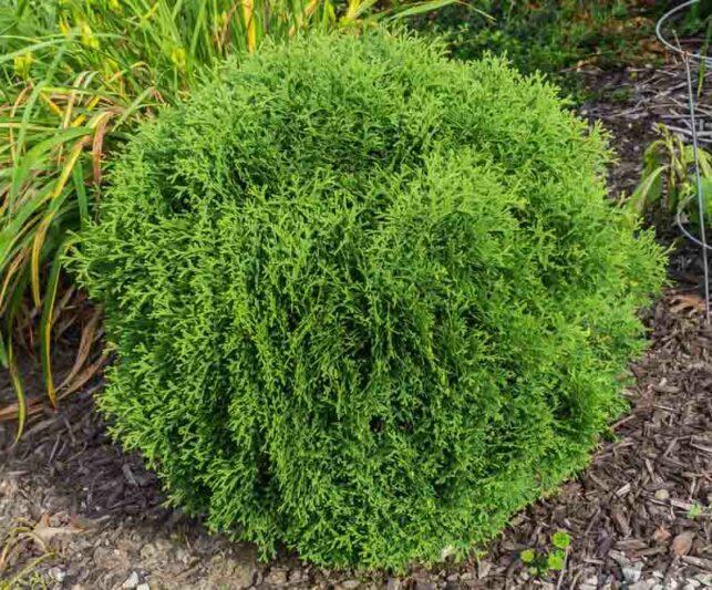 Thuja Occidentalis Hetzi Midget - View 16 from www redcrocus com