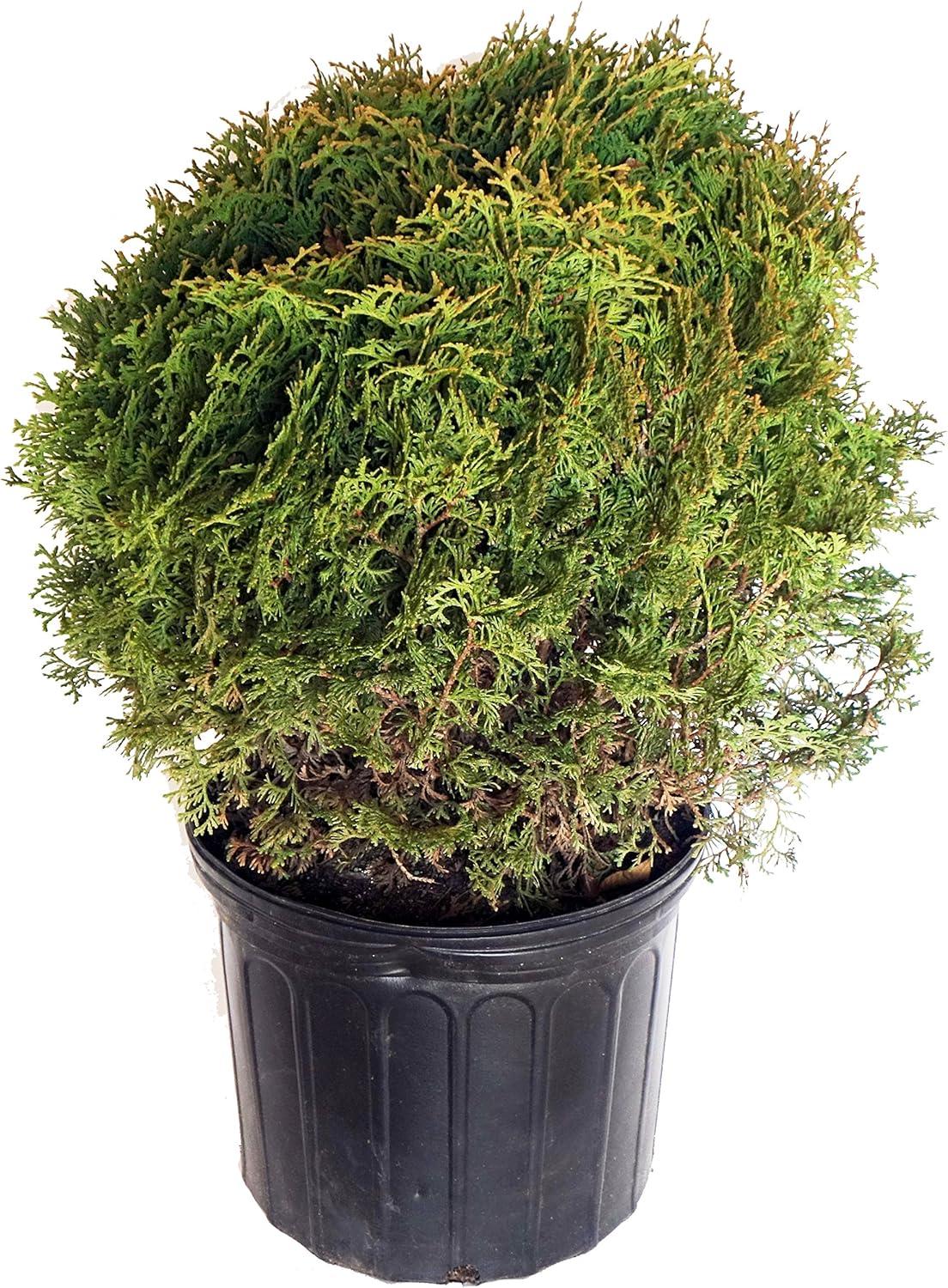 Thuja Occidentalis Hetzi Midget - View 17 from www redcrocus com