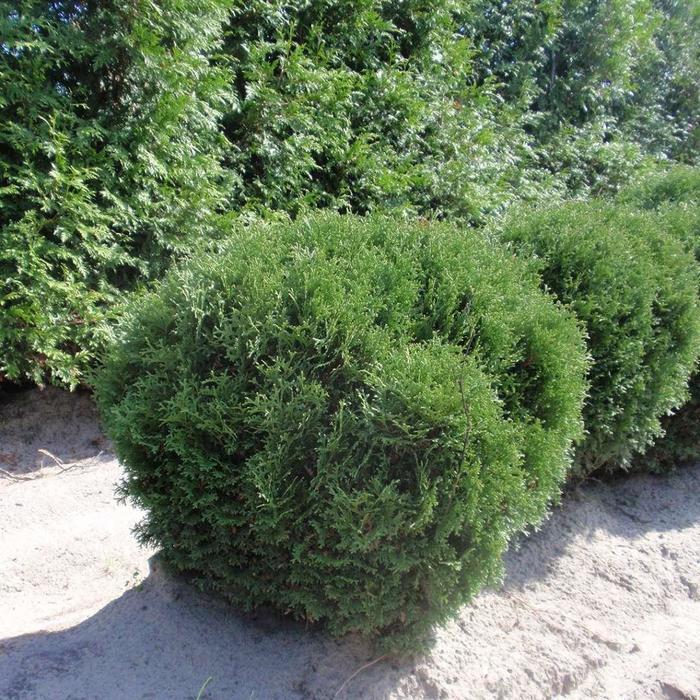 Thuja Occidentalis Hetzi Midget - View 18 from www redcrocus com