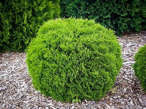 Thuja Occidentalis Hetzi Midget - View 19 from www redcrocus com