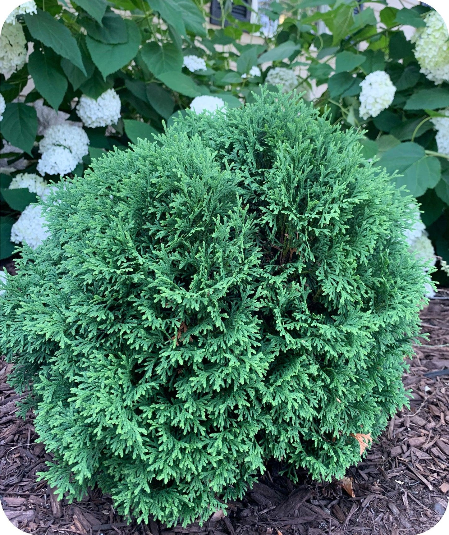Thuja Occidentalis Hetzi Midget - View 20 from www redcrocus com