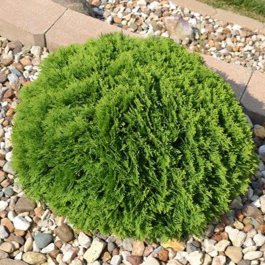 Thuja Occidentalis Hetzi Midget - View 2 from www redcrocus com