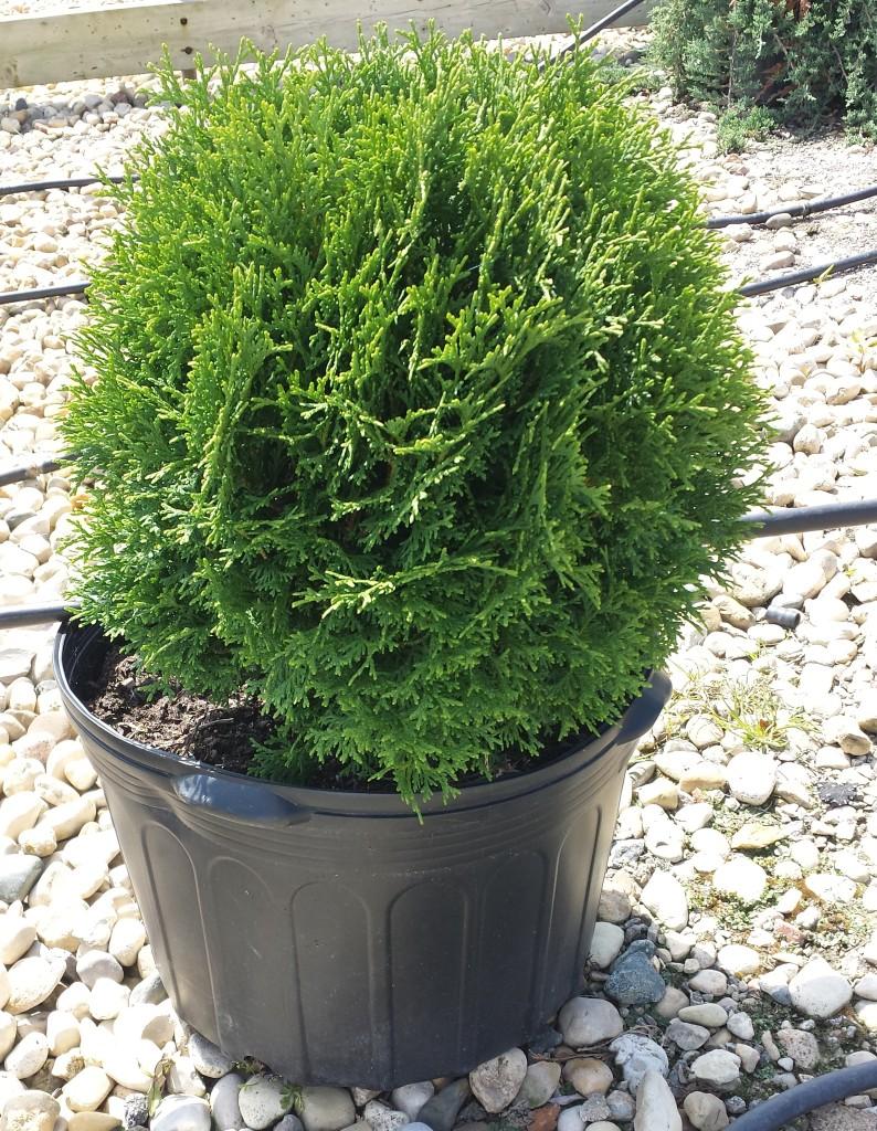 Thuja Occidentalis Hetzi Midget - View 3 from www redcrocus com