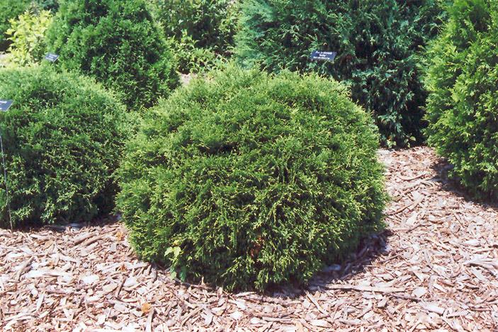 Thuja Occidentalis Hetzi Midget - View 4 from www redcrocus com