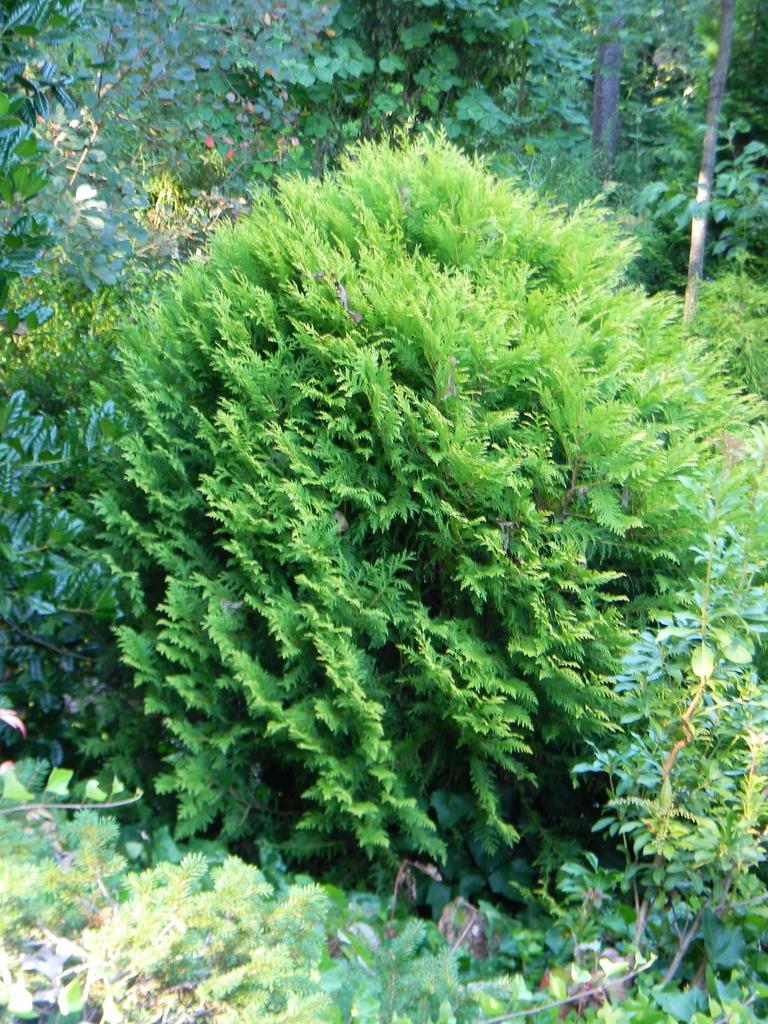Thuja Occidentalis Hetzi Midget - View 6 from www redcrocus com