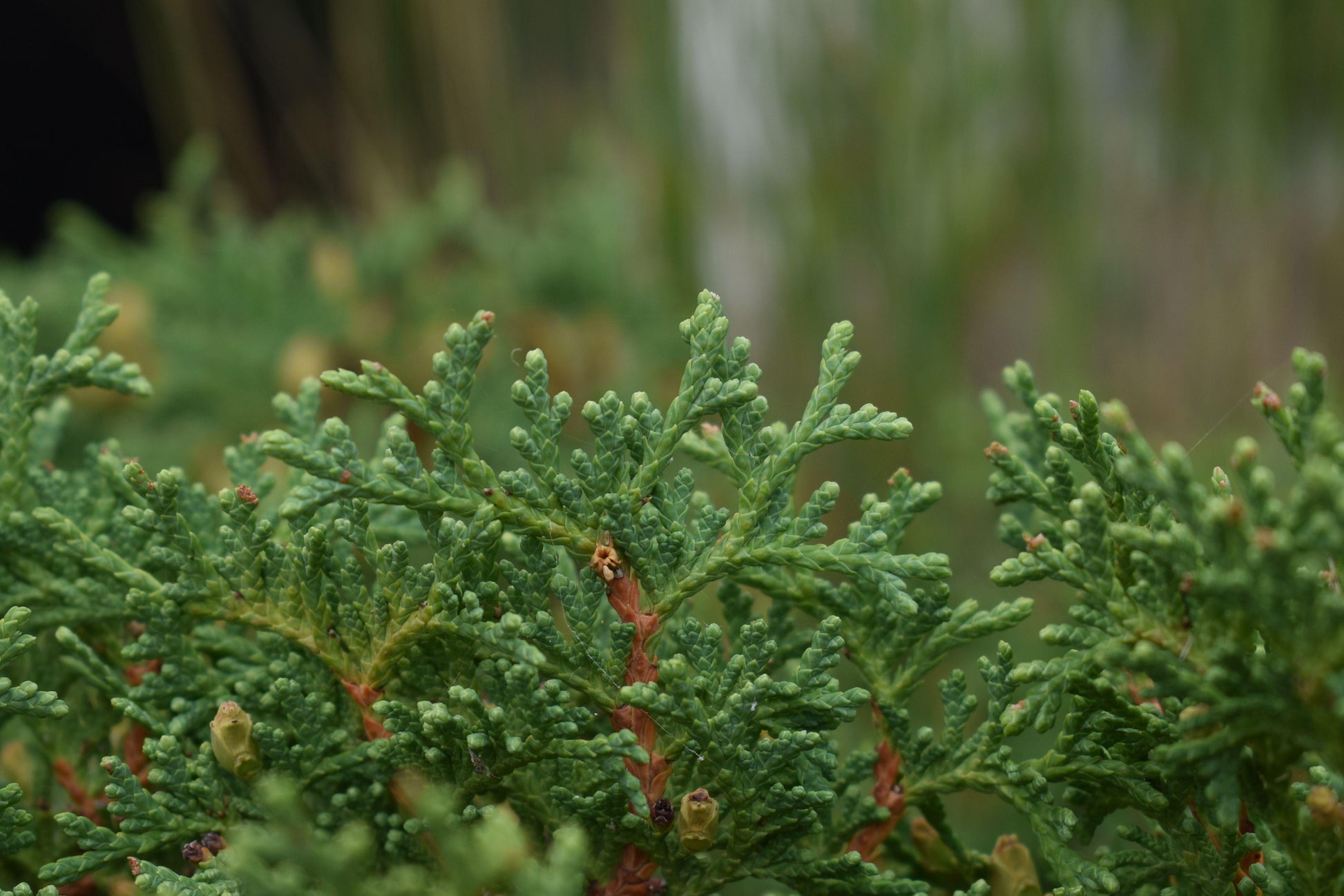 Thuja Occidentalis Hetzi Midget - View 7 from www redcrocus com
