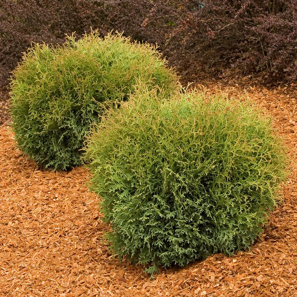 Thuja Occidentalis Hetzi Midget - View 8 from www redcrocus com