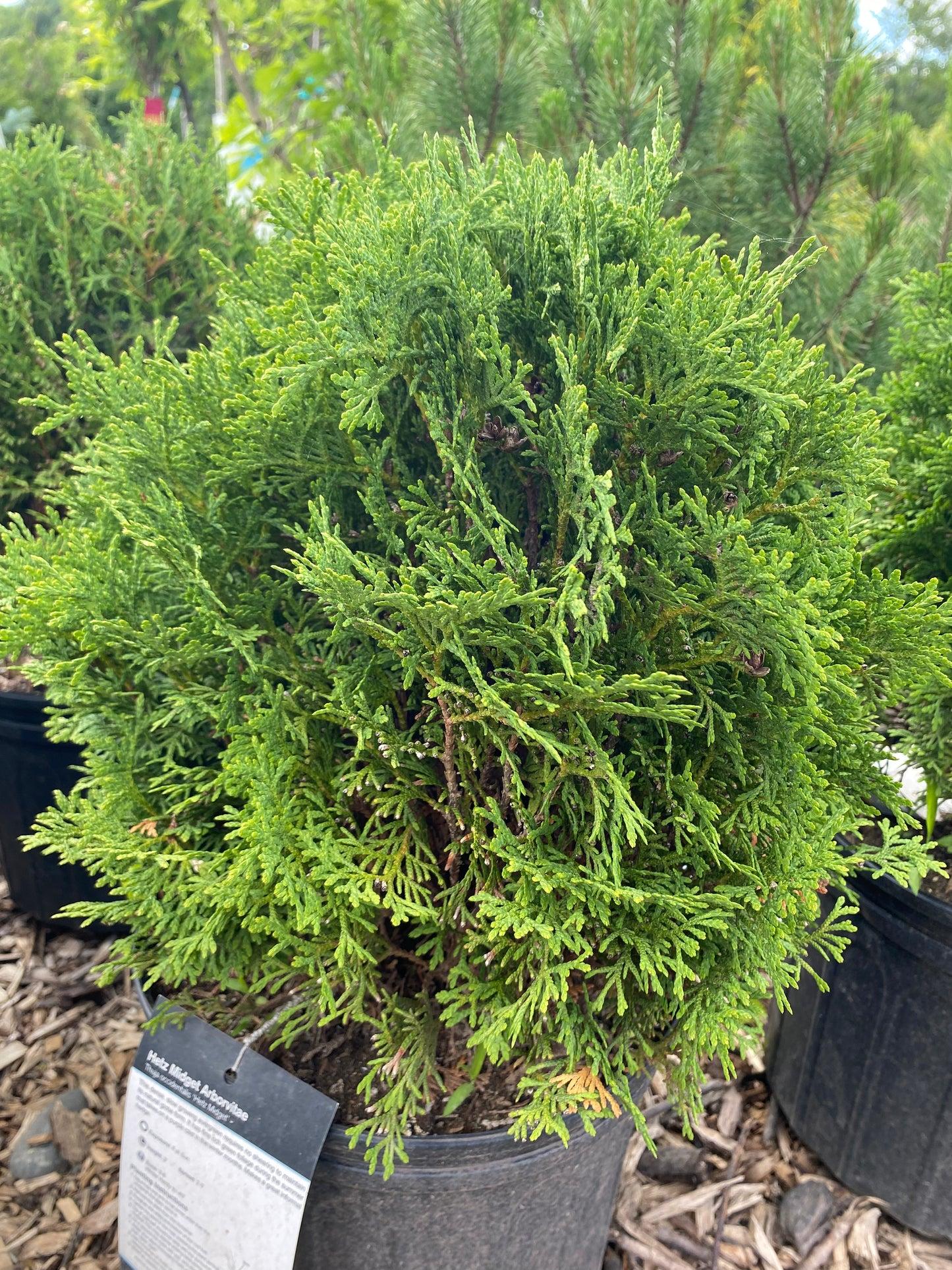 Thuja Occidentalis Hetzi Midget - View 9 from www redcrocus com