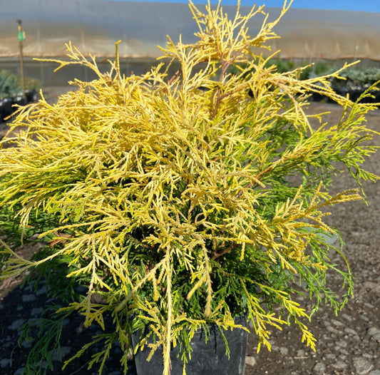 Chamaecyparis Pisifera Golden Mop - View 1 from www redcrocus com