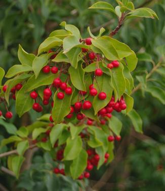 Ilex Pedunculosa Female - View 4 from www redcrocus com