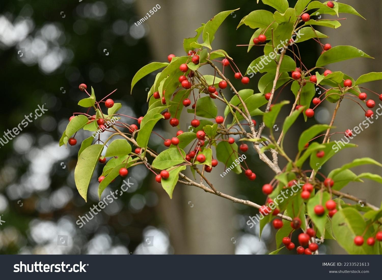 Ilex Pedunculosa Female - View 5 from www redcrocus com