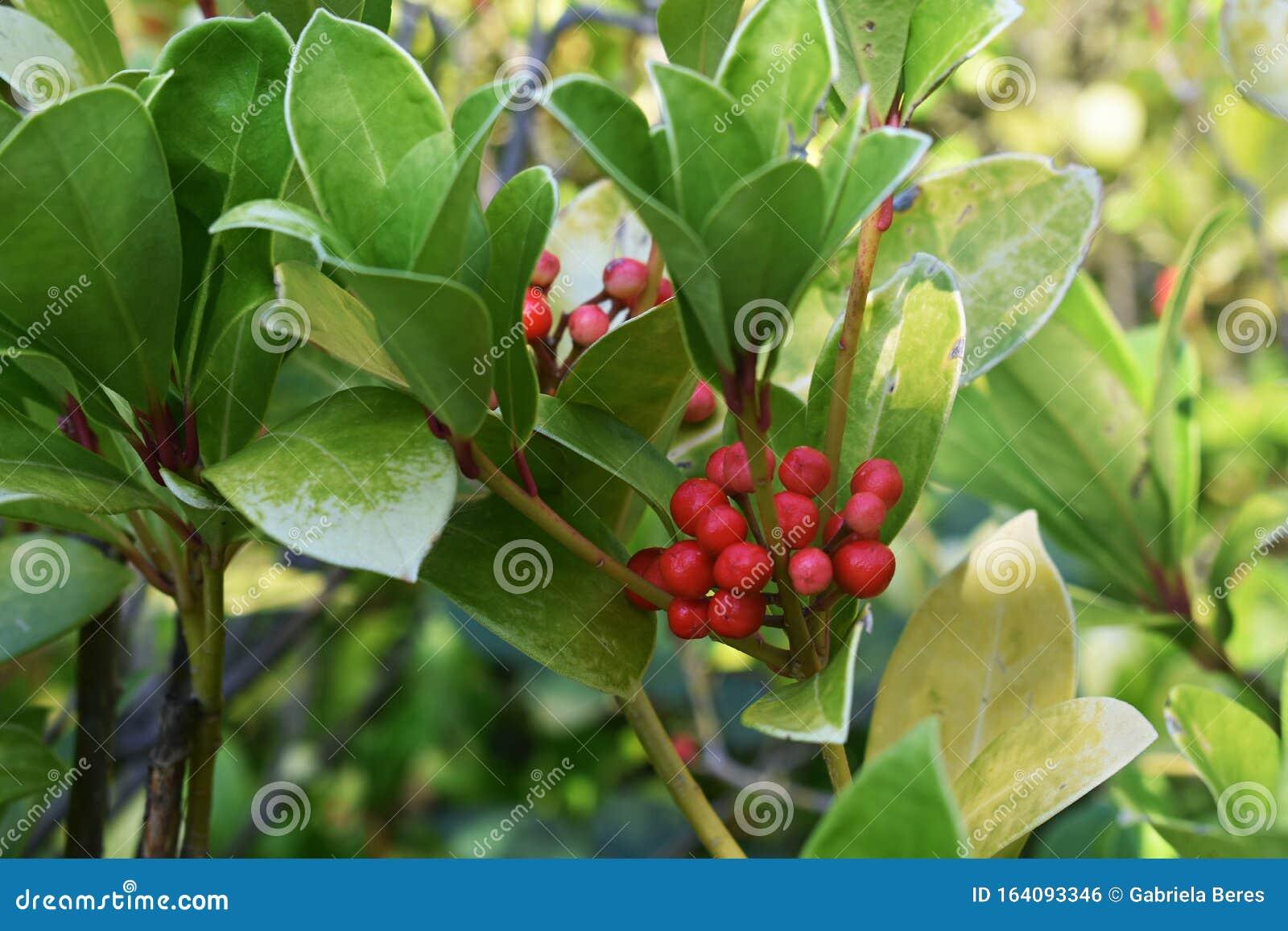 Gaultheria Procumbens Red - View 18 from www redcrocus com