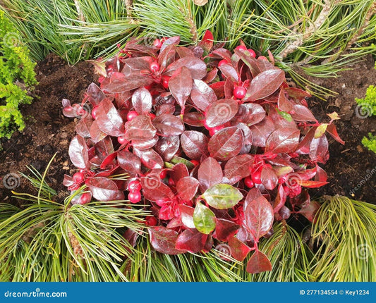Gaultheria Procumbens Red - View 1 from www redcrocus com