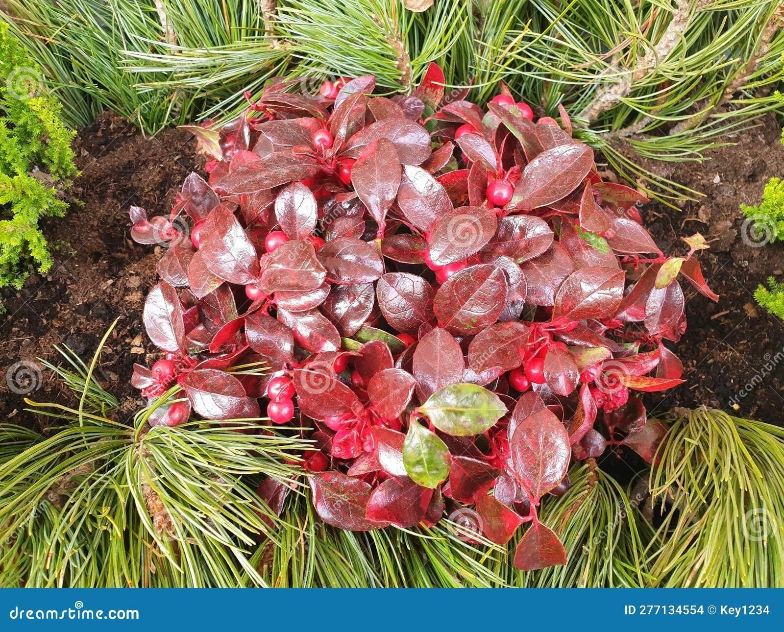 Gaultheria Procumbens Red - View 1 from www redcrocus com
