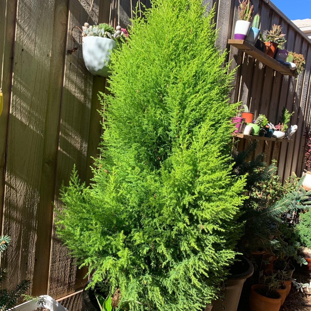 Cupressus Macrocarpa Wilma Goldcrest - View 14 from www redcrocus com