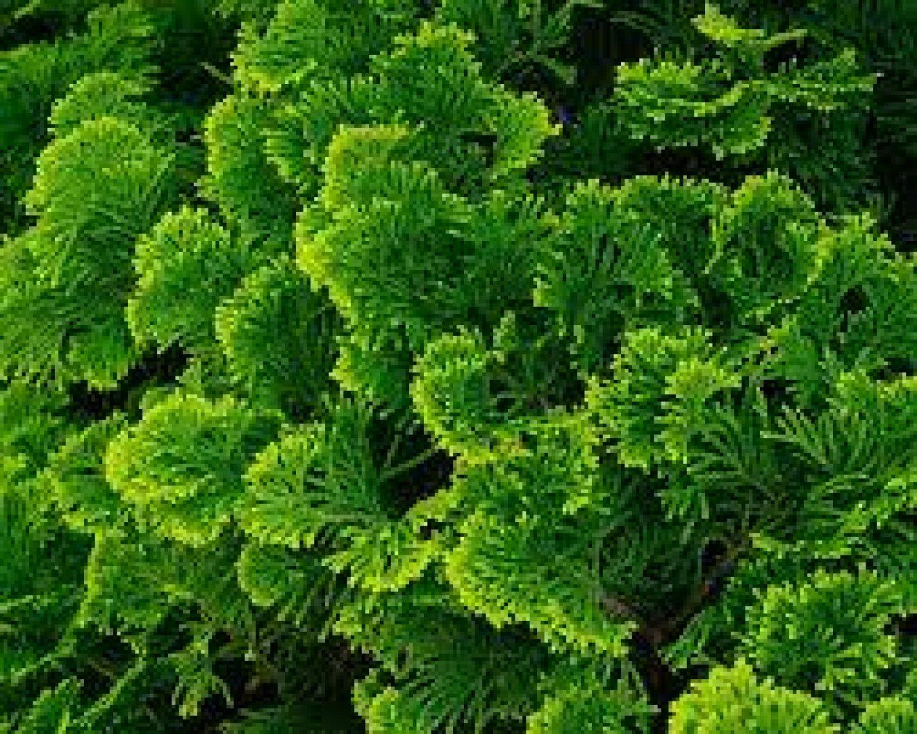 Chamaecyparis Obtusa Nana Gracilis - View 11 from www redcrocus com